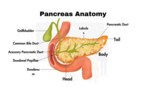 The Pancreas and Its Functions