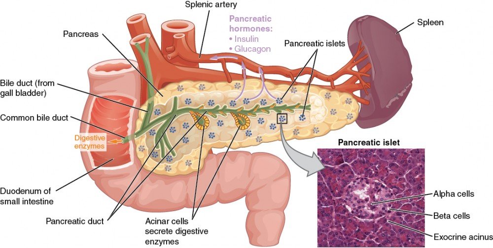 pancreas function