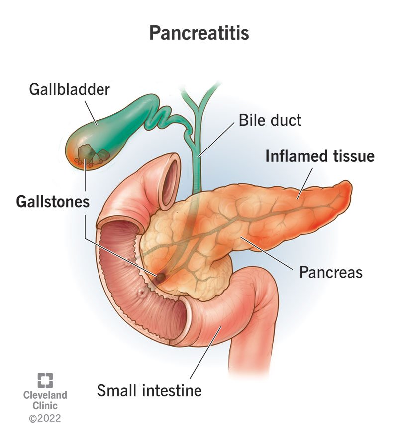 pancreas function