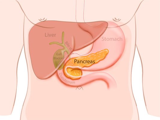 pancreas function